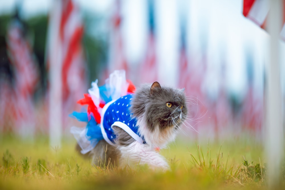 un chat portant un chapeau