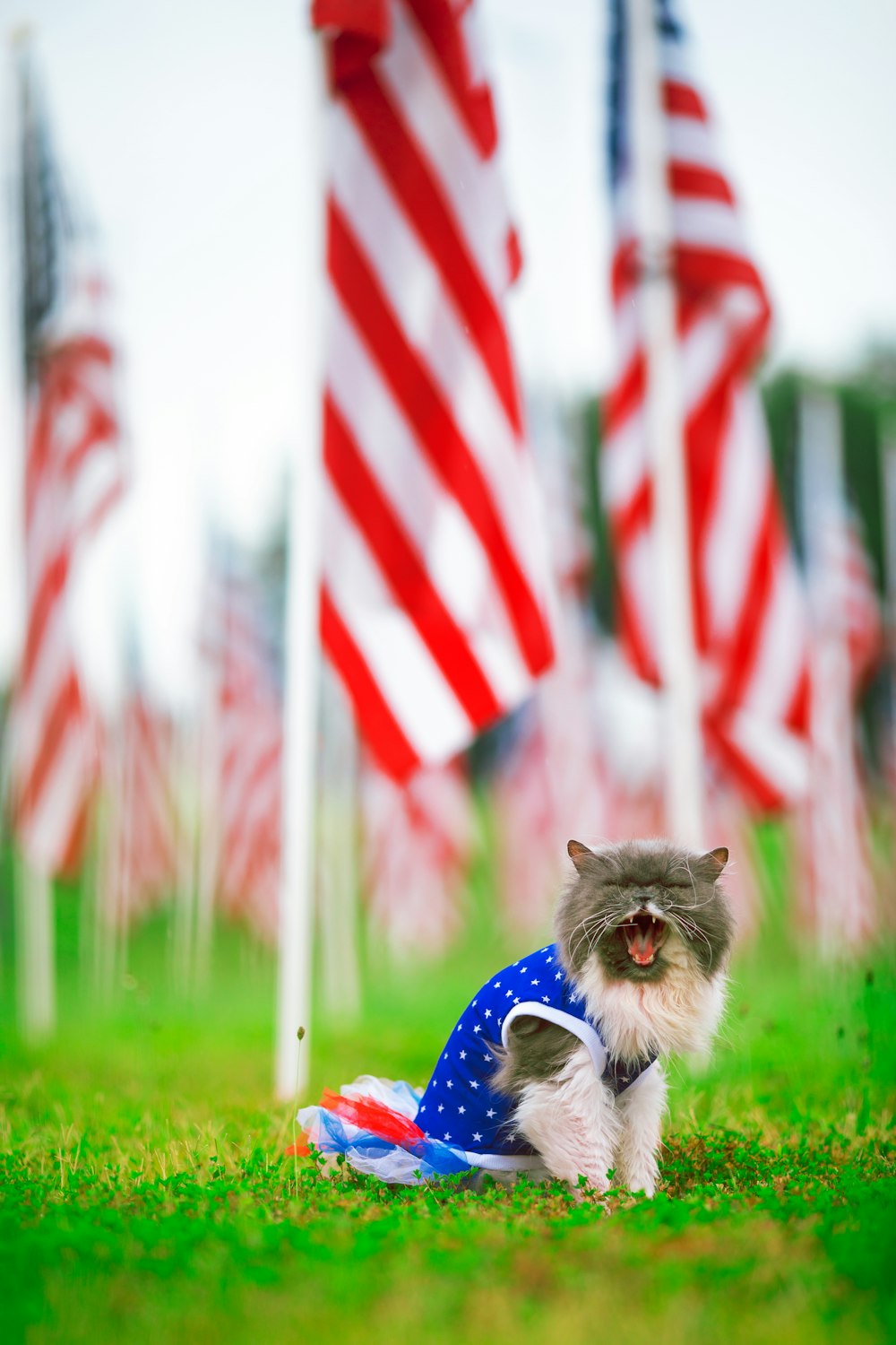 a cat in front of a flag