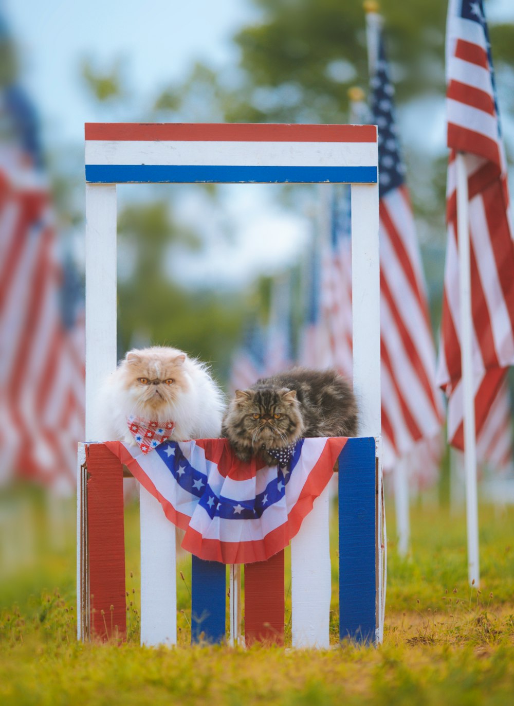 a dog in a flag-colored flag