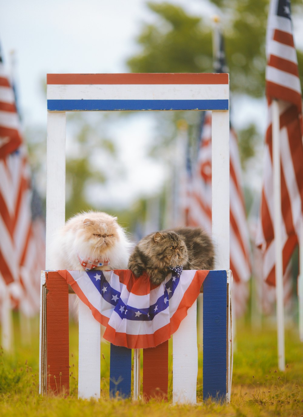 a dog sitting in a chair with a flag behind it