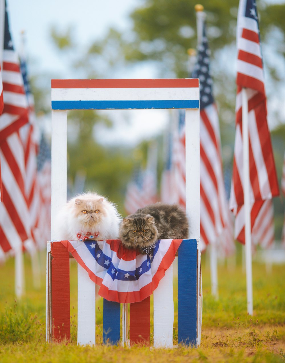 un chien dans un porte-drapeau