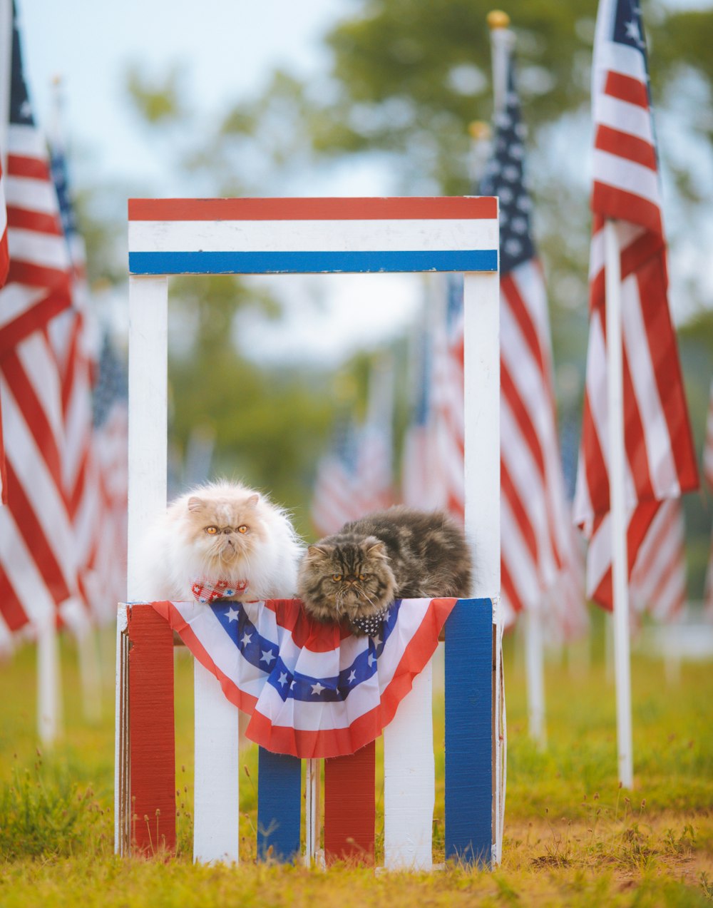 a dog in a flag holder
