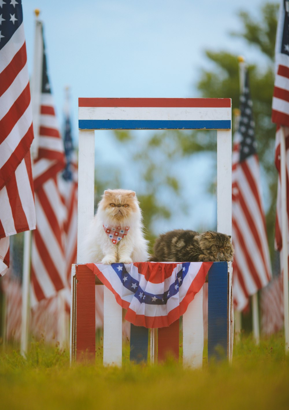 a dog standing in front of flags