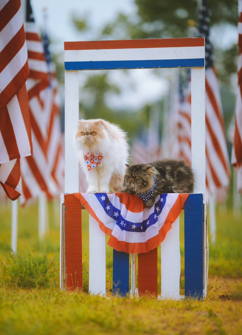 a cat sitting in a flag post