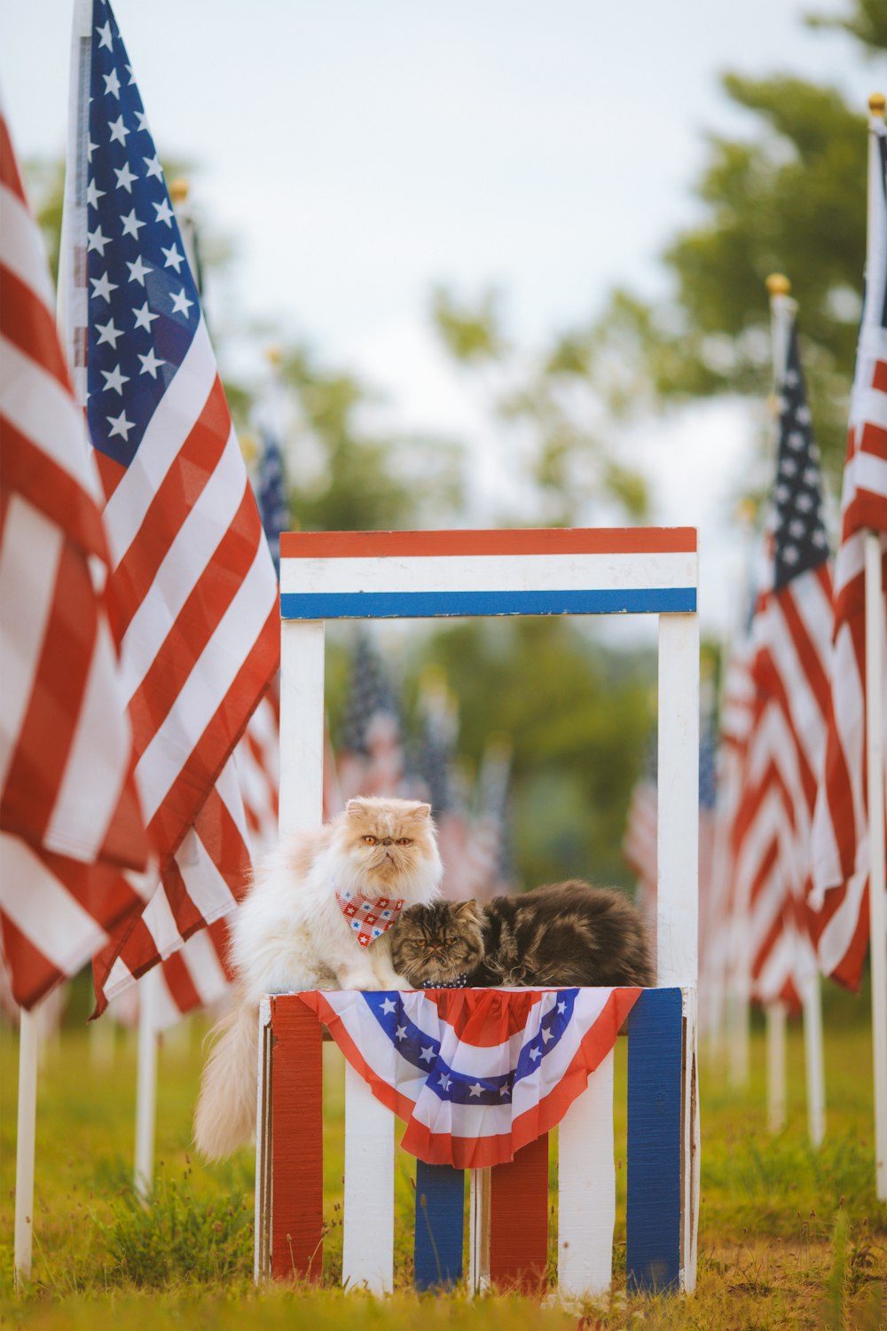 a squirrel in front of flags