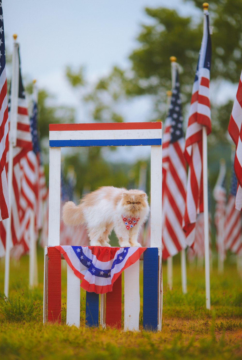 a dog standing between several flags