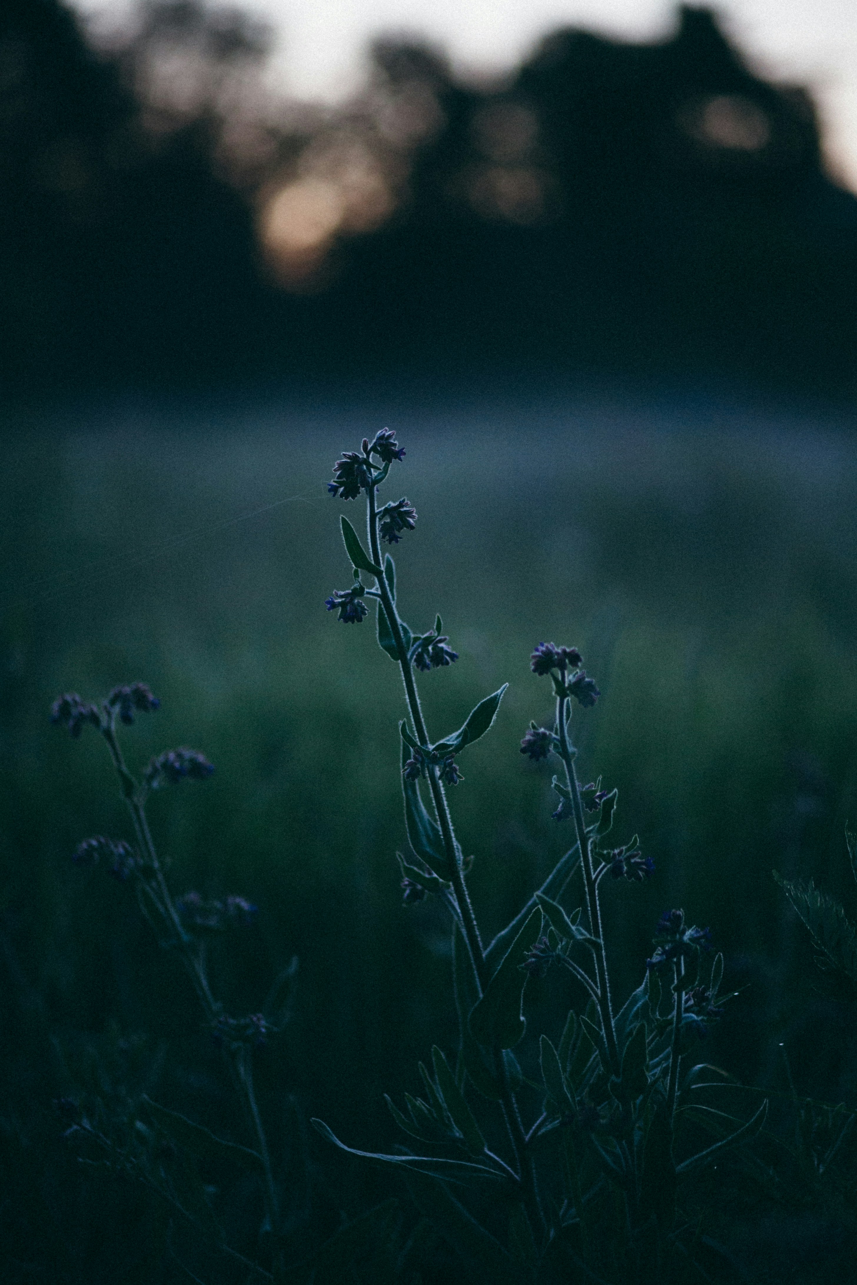 Photo by skatienstuksuma