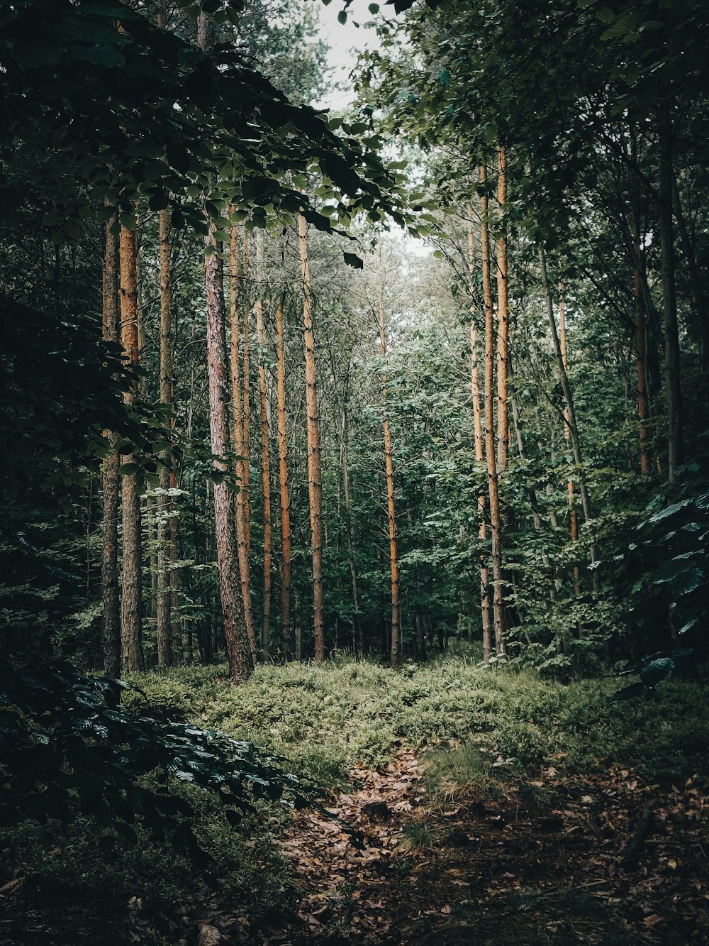 Ein Wald mit hohen Bäumen