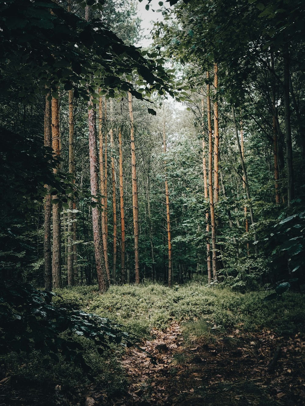 a forest with tall trees