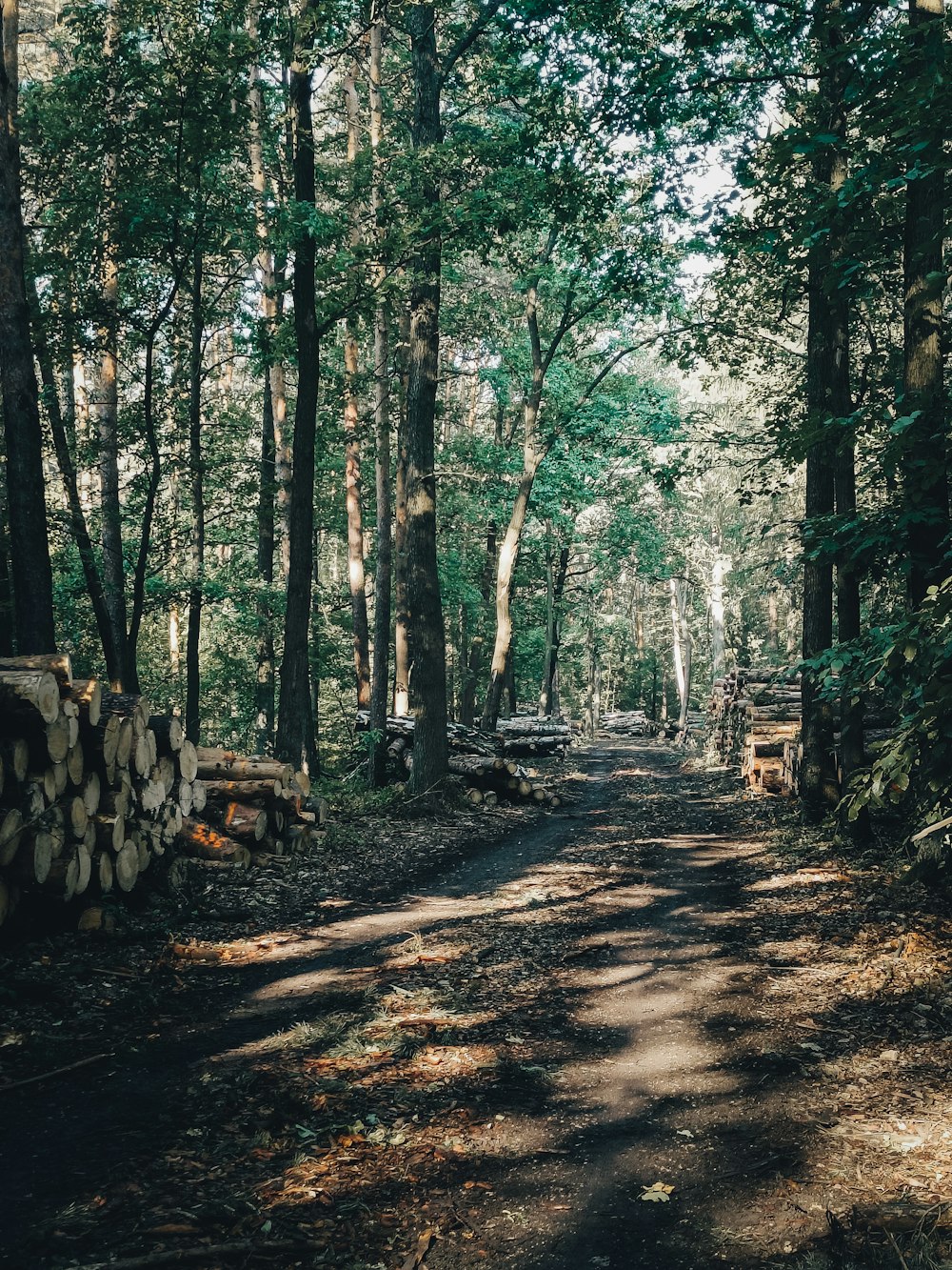 a dirt path through a forest