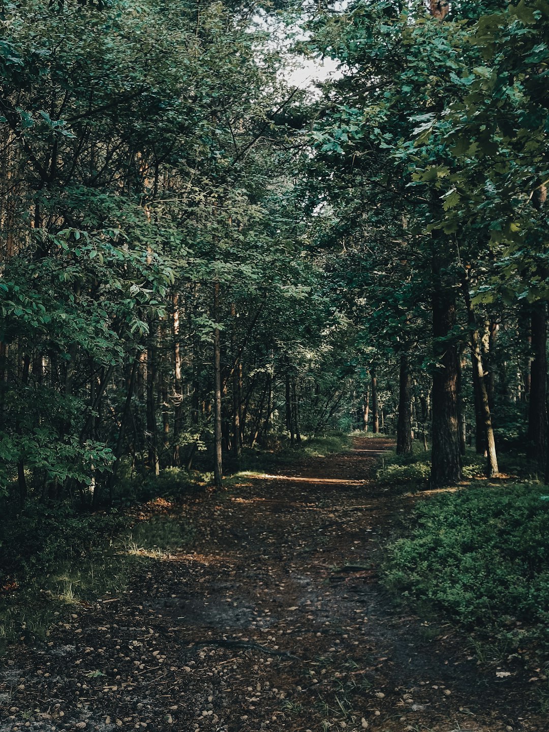 forest deforestation