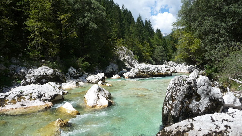 a river with rocks and trees