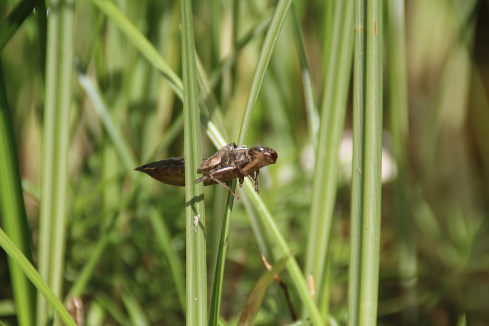 una mosca su una pianta