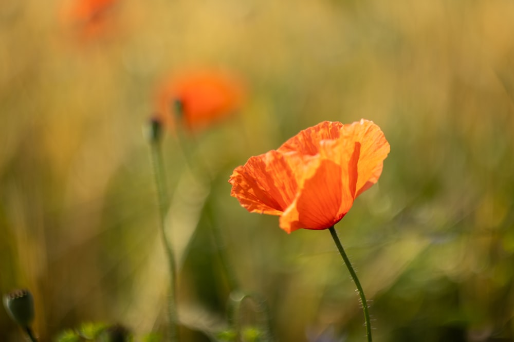 a close up of a flower