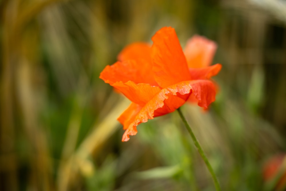 a close up of a flower