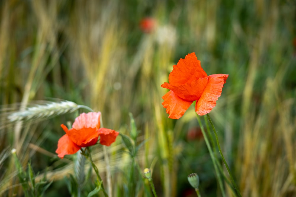 a close up of a flower