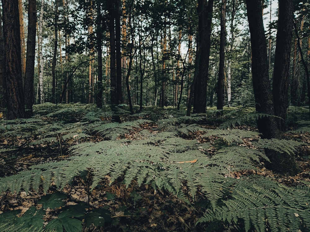 a forest with moss and trees