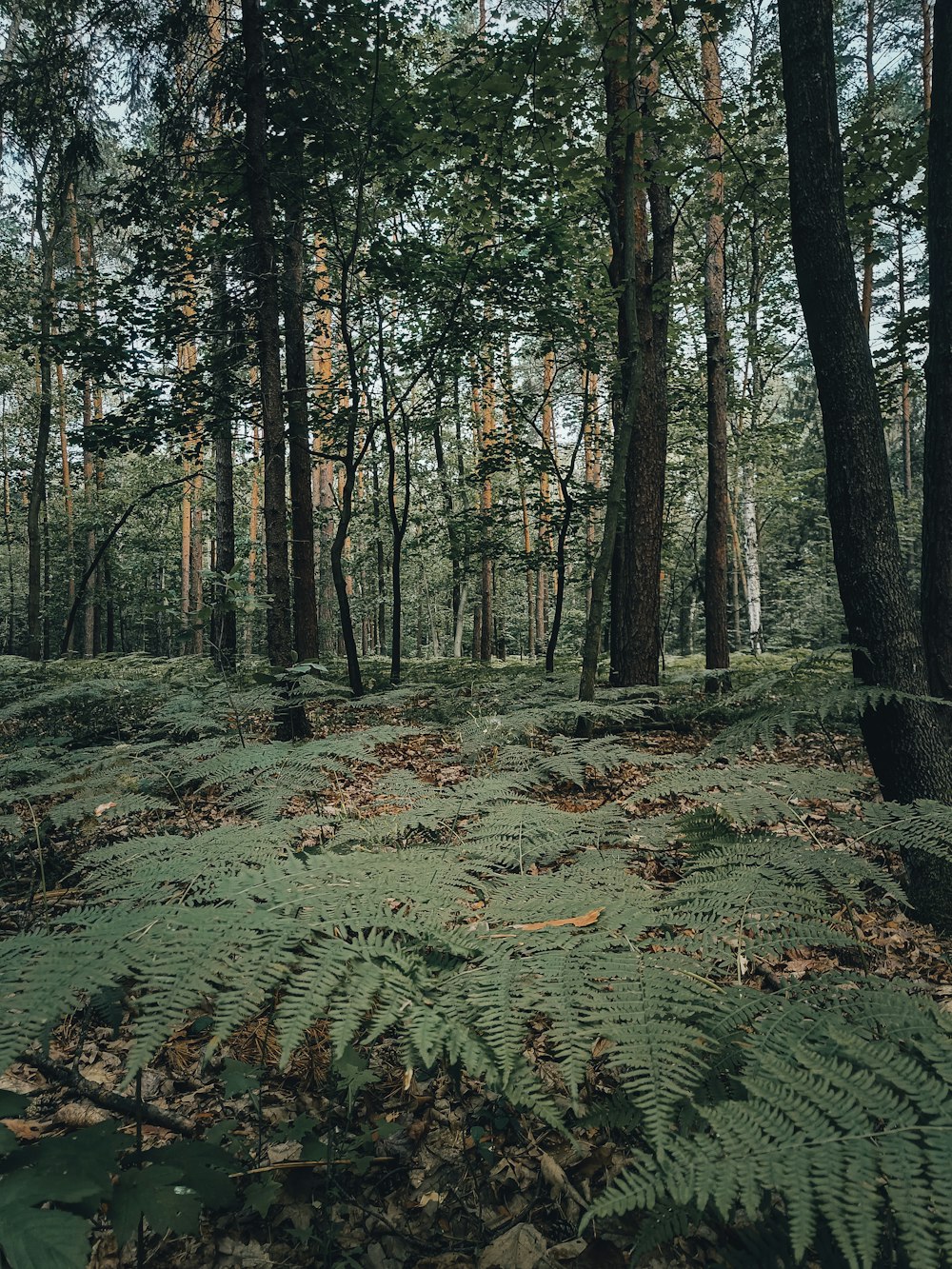 a forest with trees