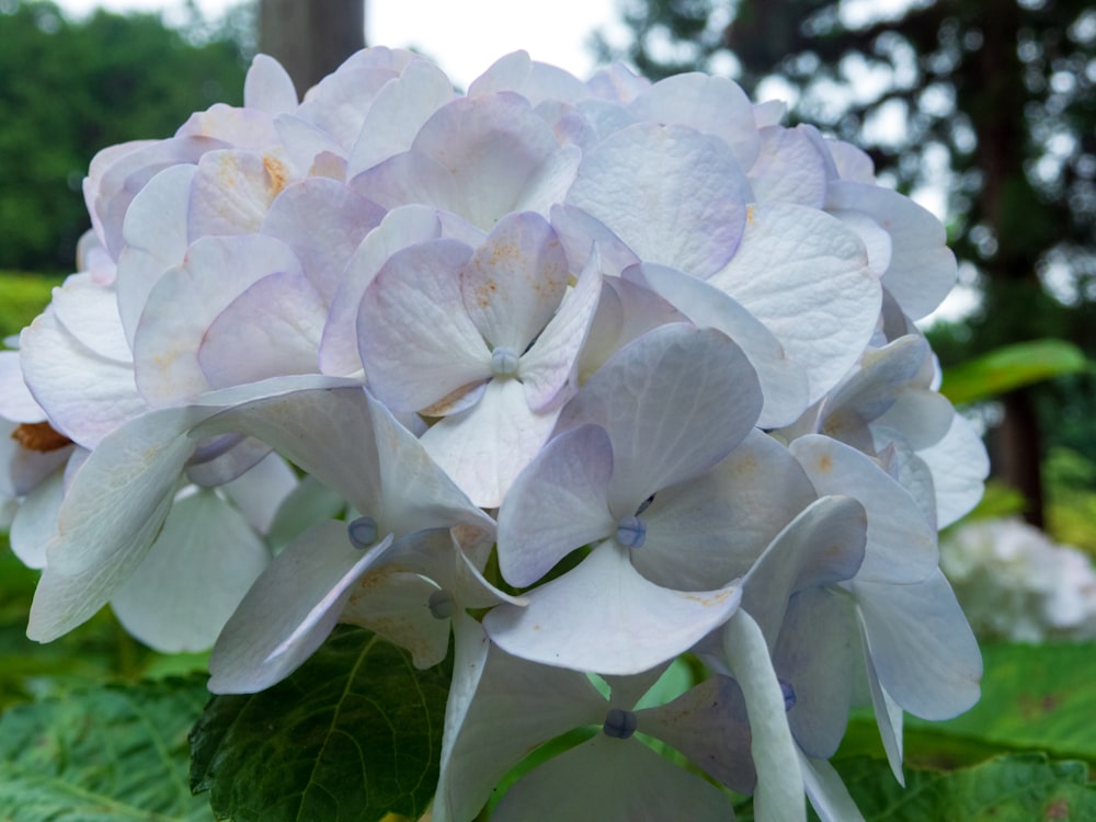 a close up of a white flower