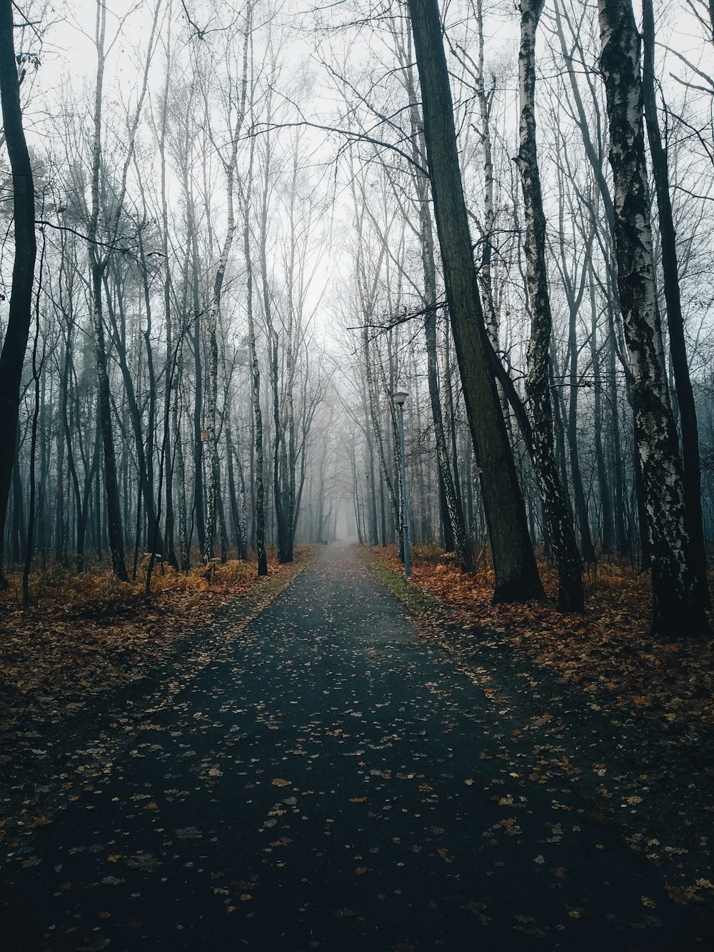 Un camino a través de un bosque