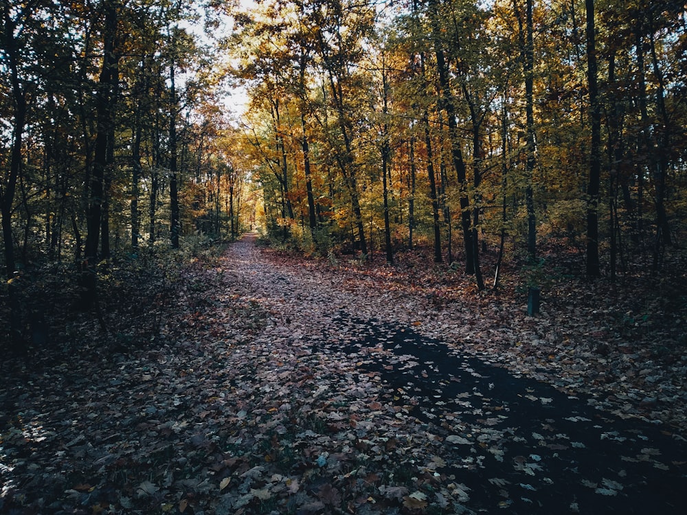 Un camino en un bosque