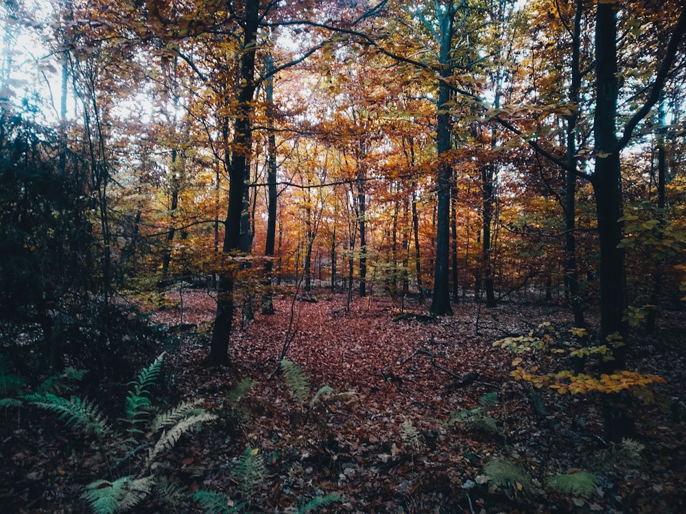 Un bosque con árboles y plantas