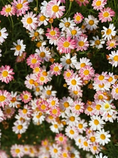 A collection of assorted daisies in various colors arranged artistically.