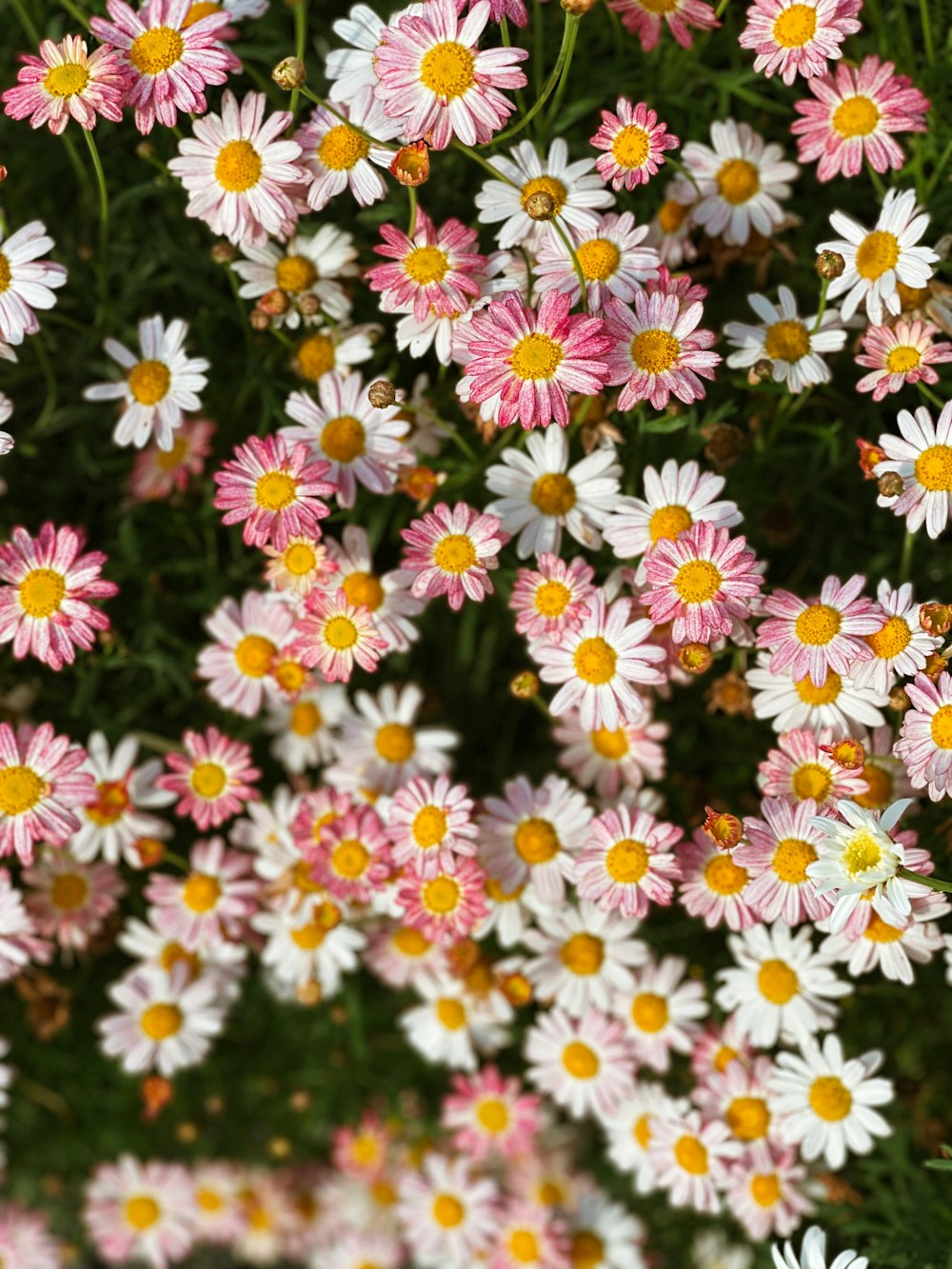 um campo de flores