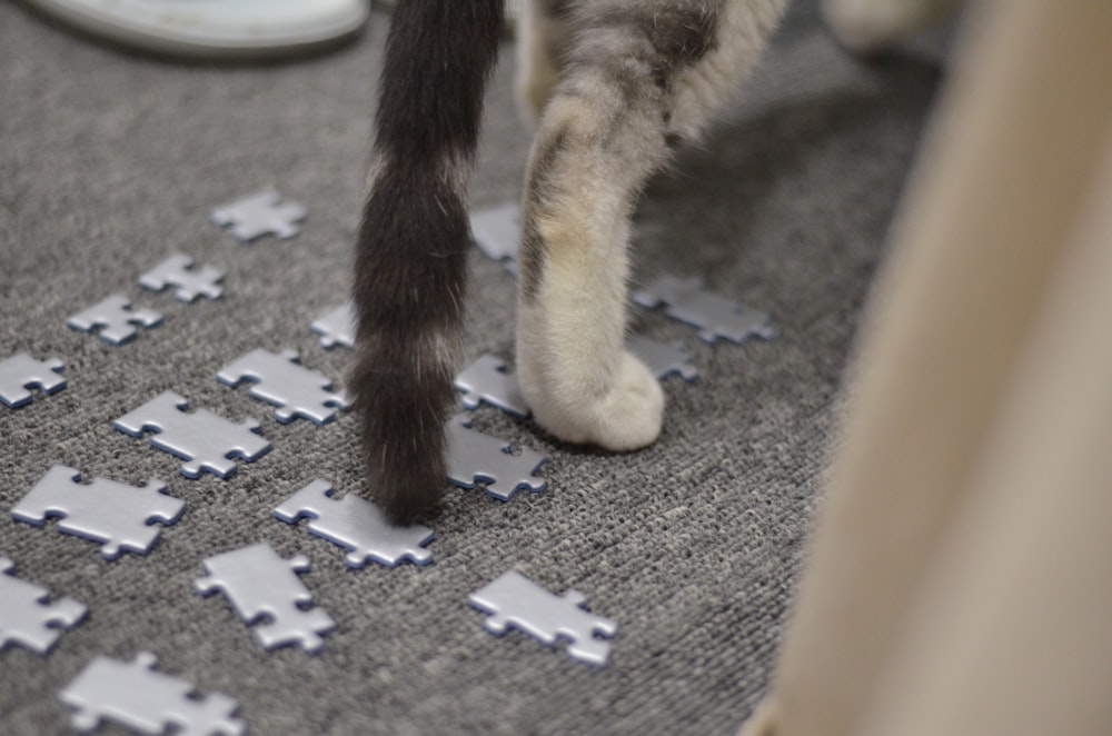 a cat standing on a pile of paper