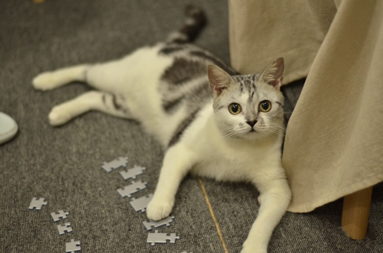 Puzzling Mealtimes With The Best Cat Puzzle Feeder