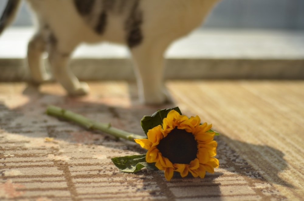 a yellow flower on a table