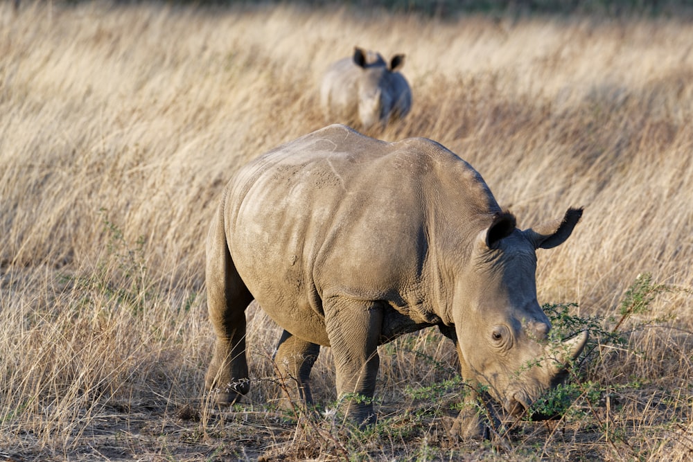 a rhinoceros and a rhinoceros in a field