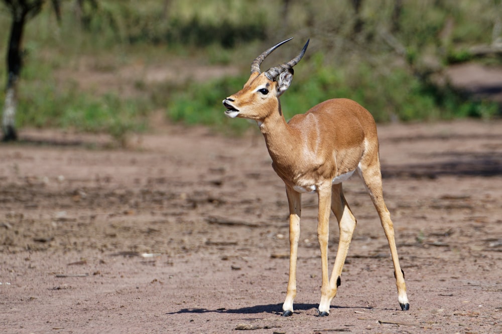 a deer standing on a dirt road