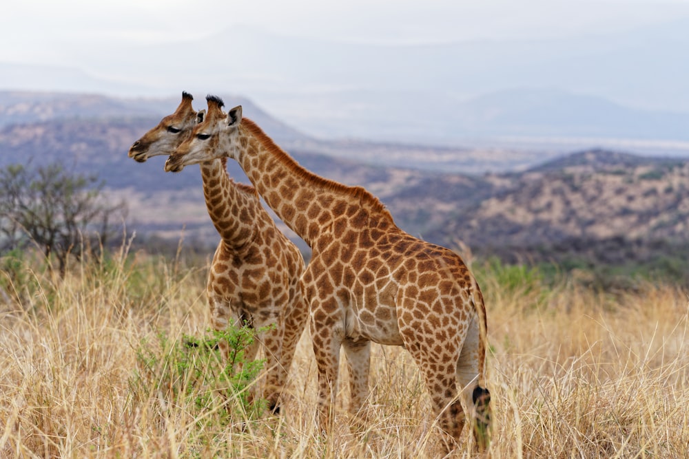 a couple of giraffes stand in a grassy field