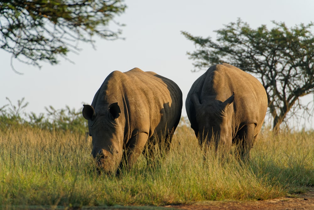 a couple of rhinoceros in a grassy field