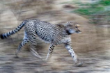 A cheetah sprinting across the open plains, dust trailing behind its swift movement.