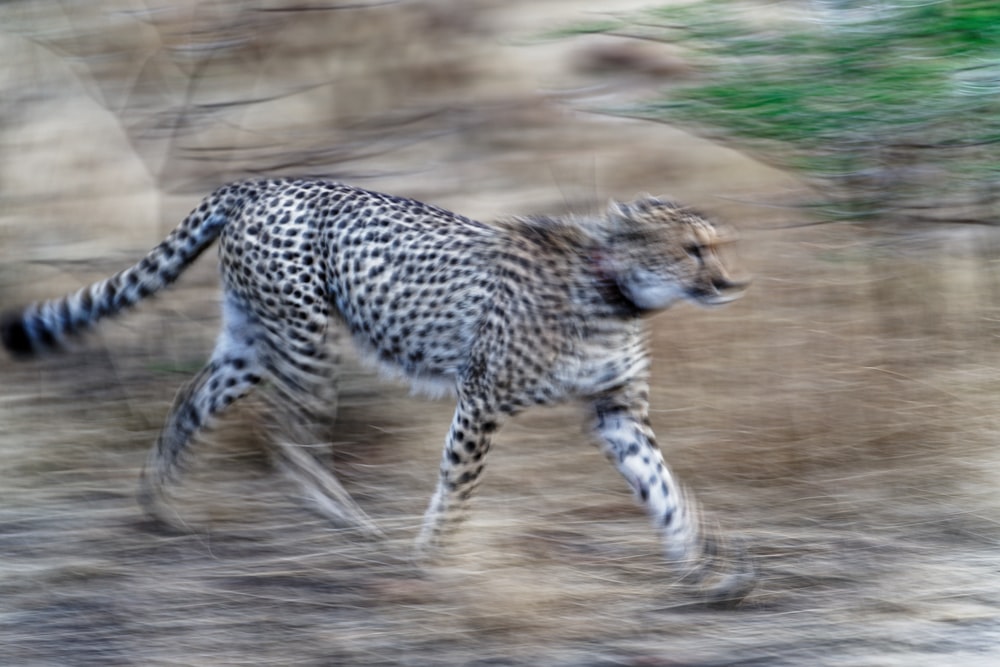 a cheetah running in the dirt