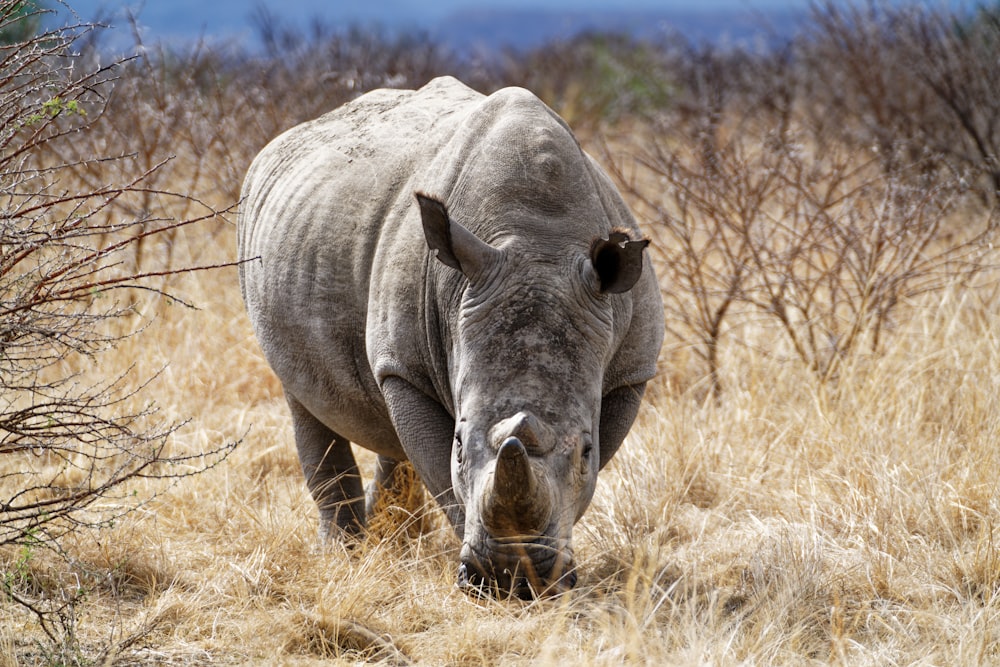 a rhinoceros in a field