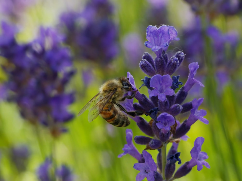 a bee on a purple flower