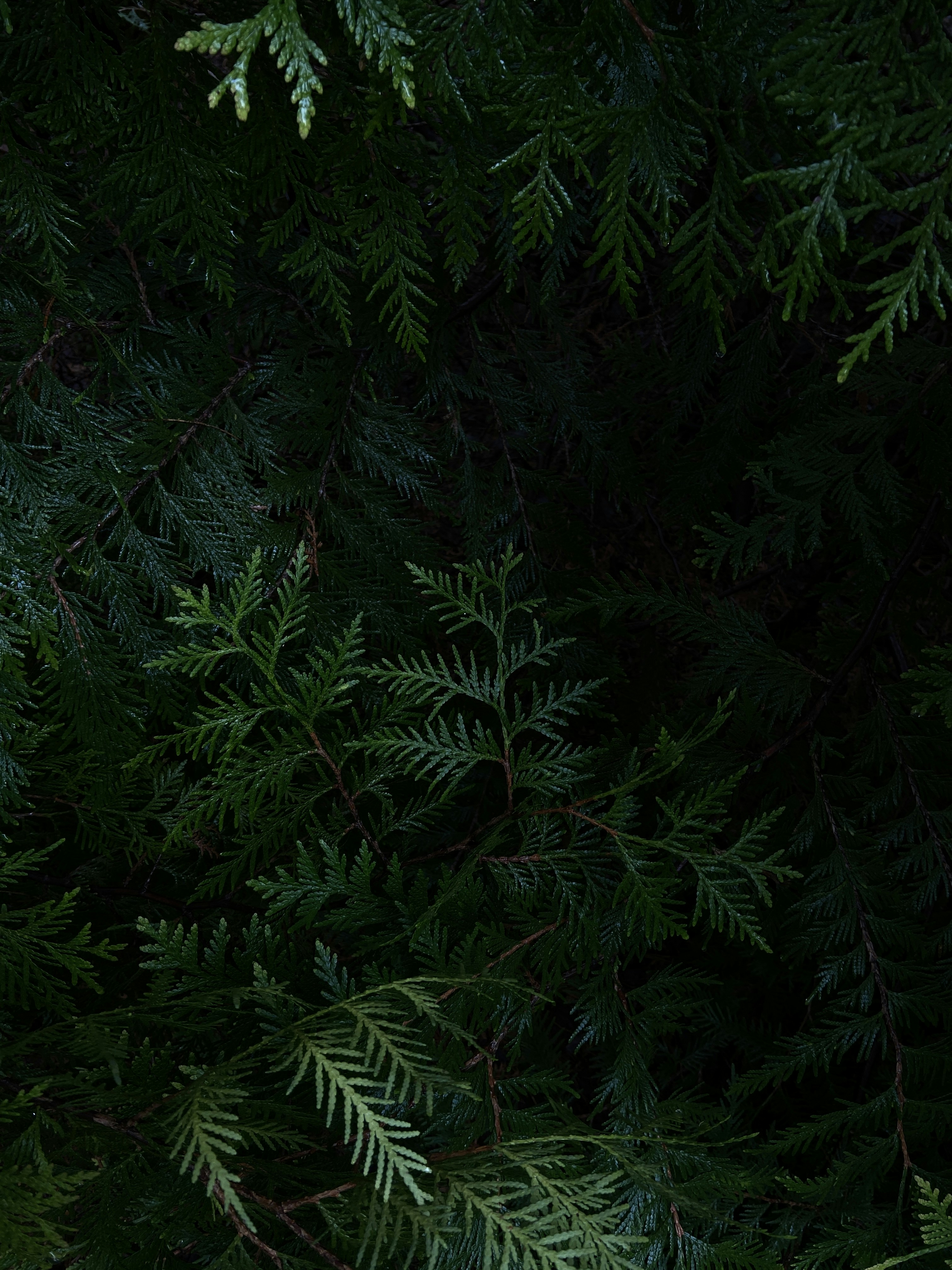 Photo by romancheshuin