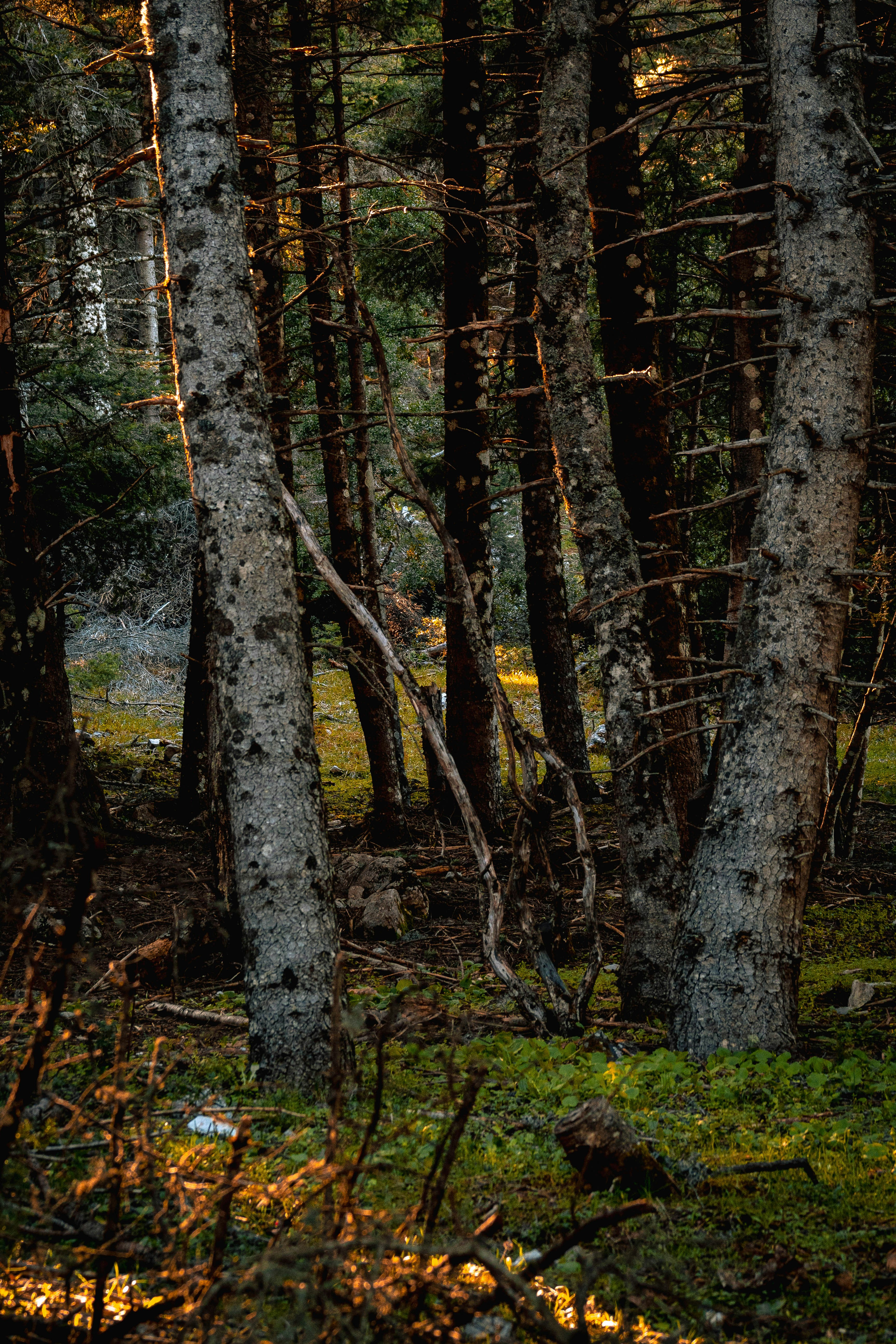 forest wallpaper nature, wallpaper, Bear Resistant Canisters: How to Make Your Own 4