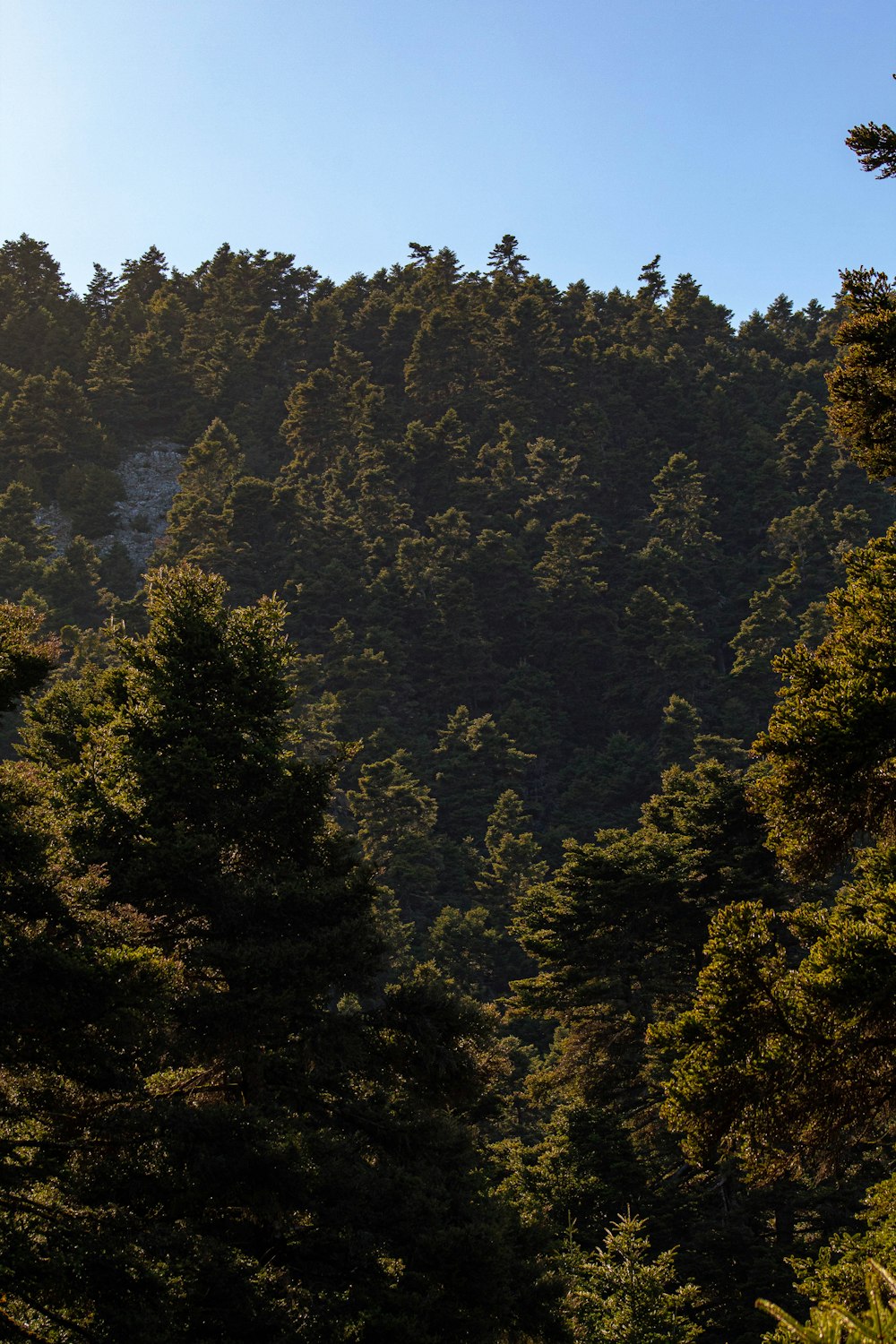 a forest of trees