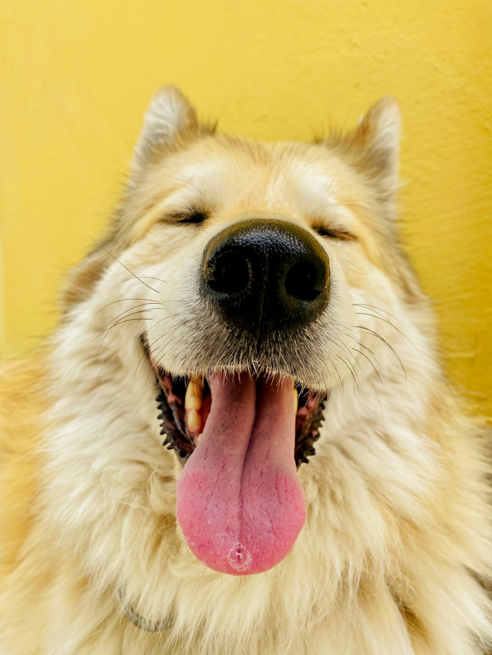 a dog with its mouth open