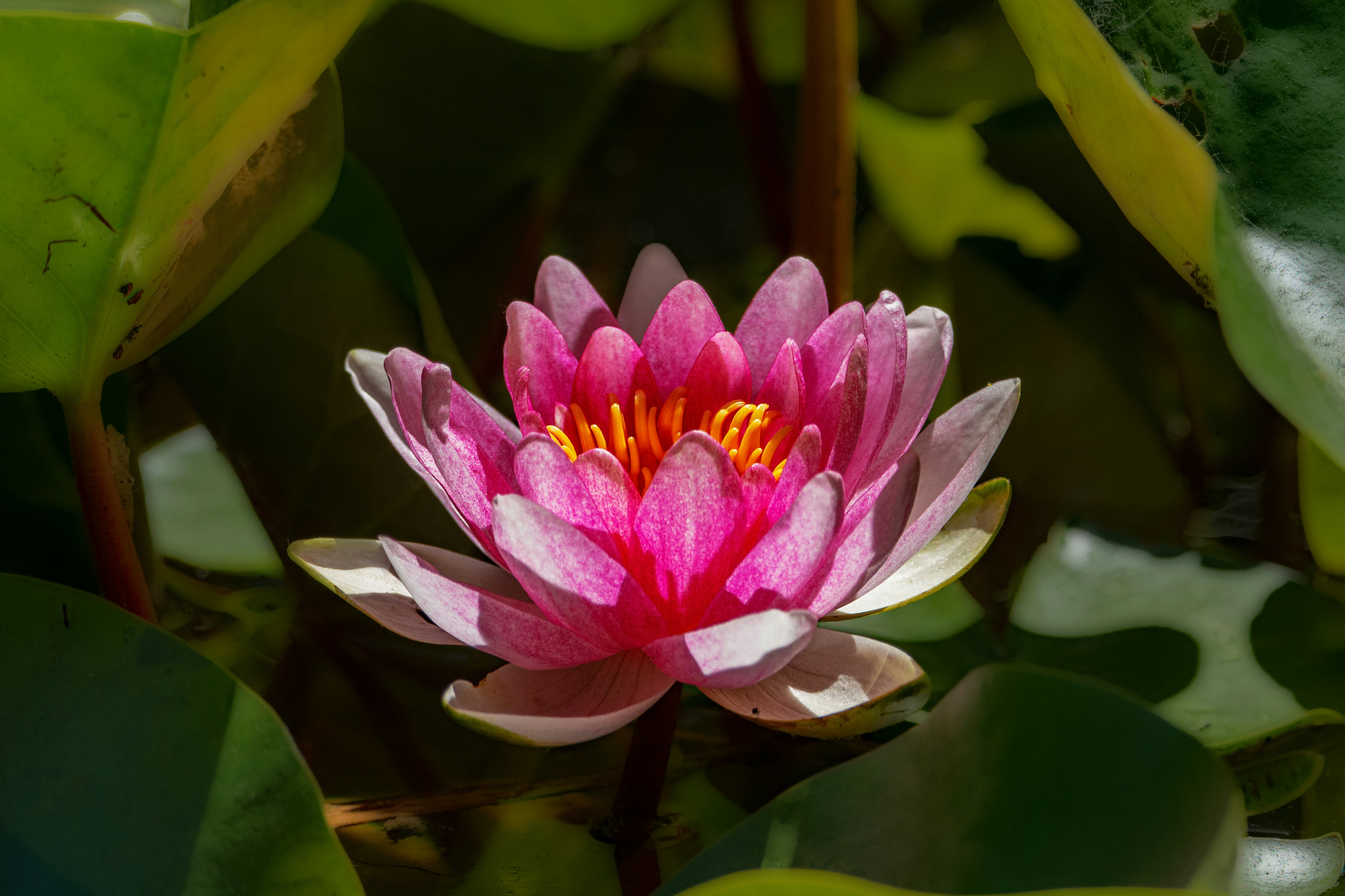 Photo by siegfriedpoepperl