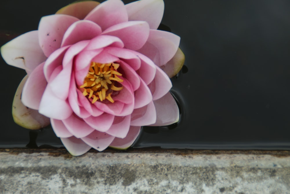 a pink flower with a yellow center