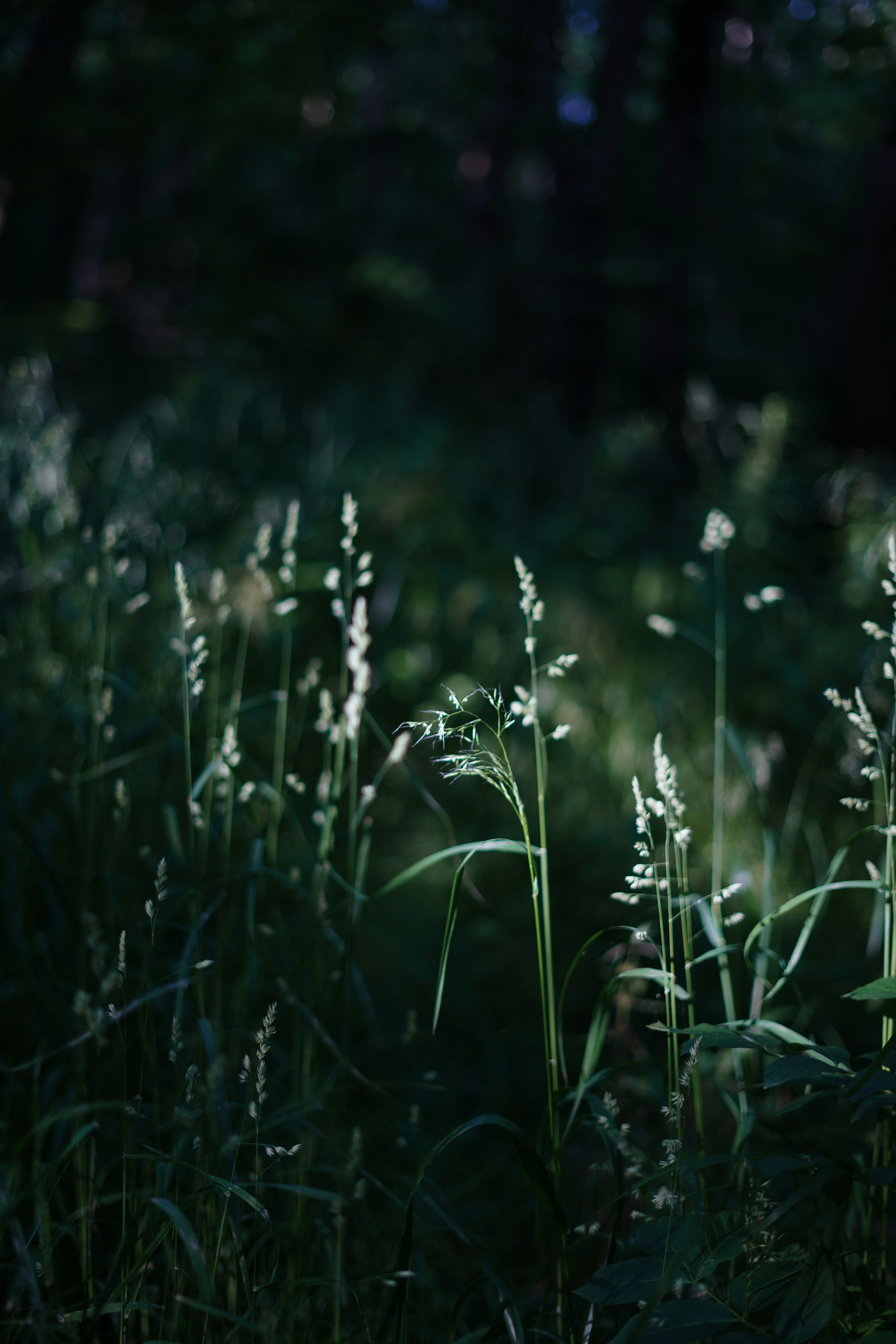 Photo by albina___white