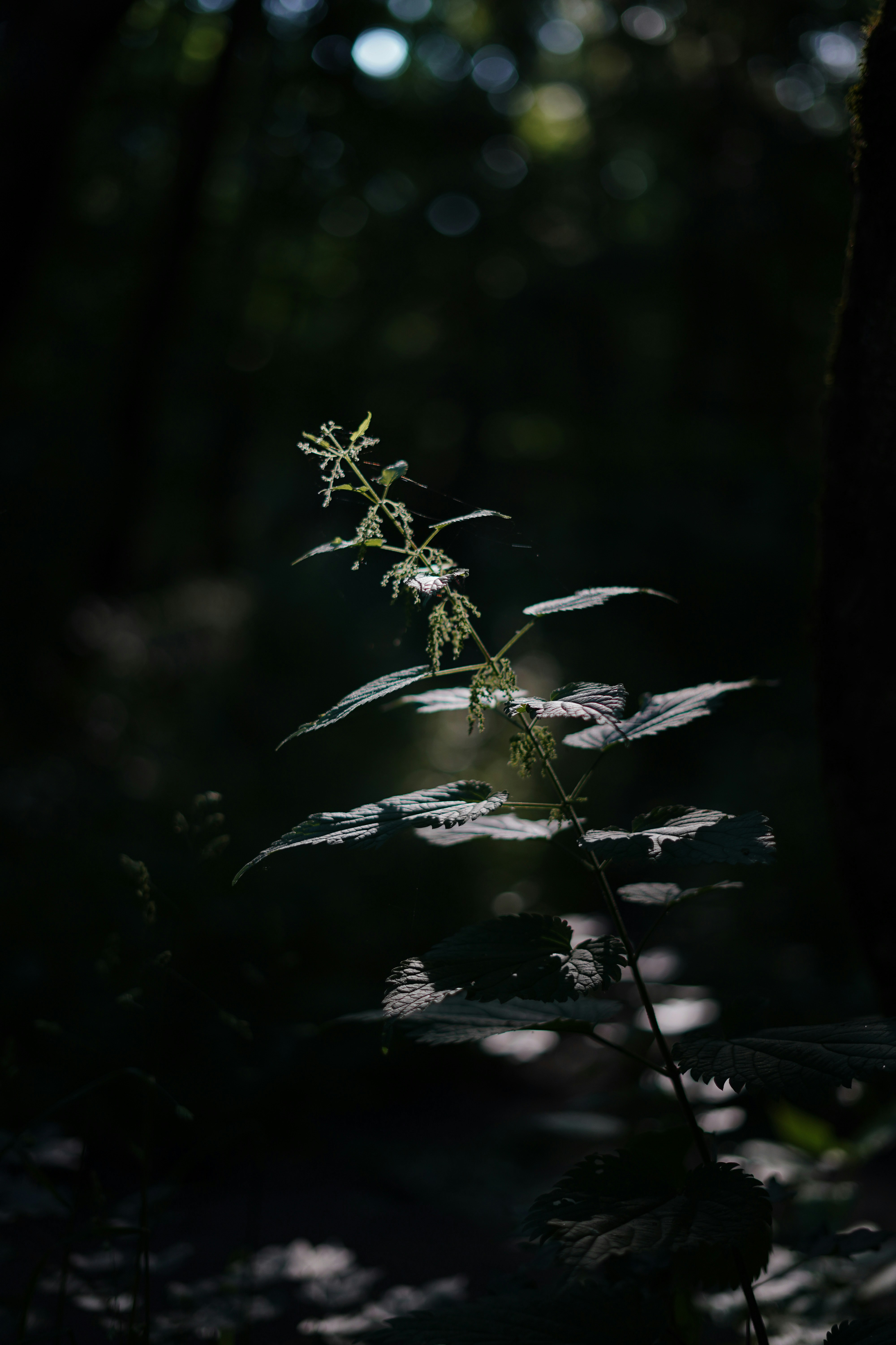 Photo by albina___white