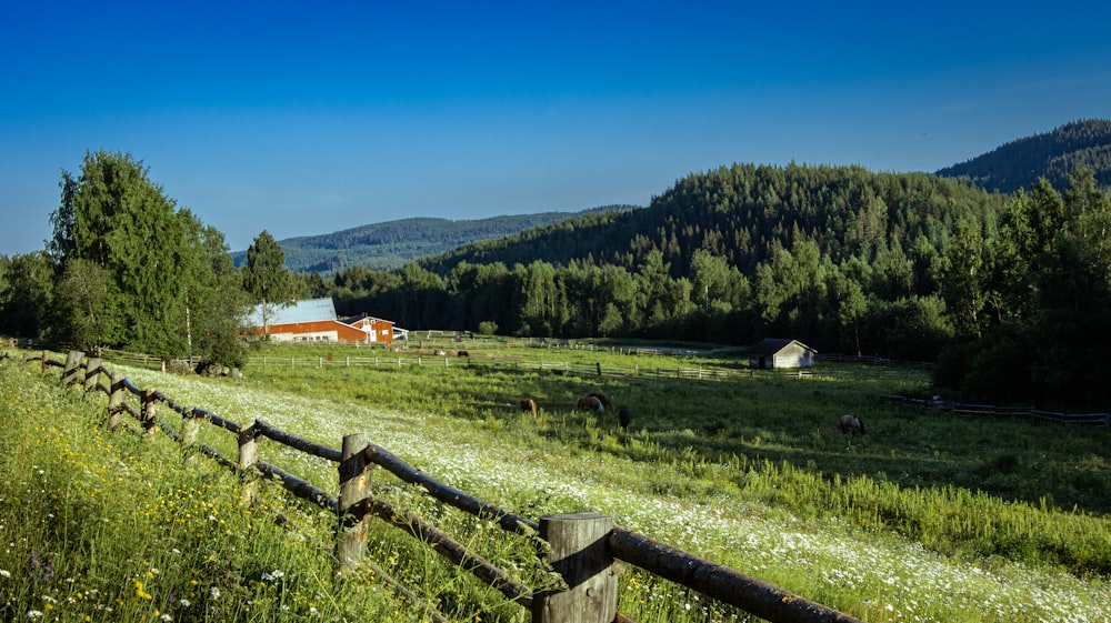 a grassy field with a fence and trees in the background