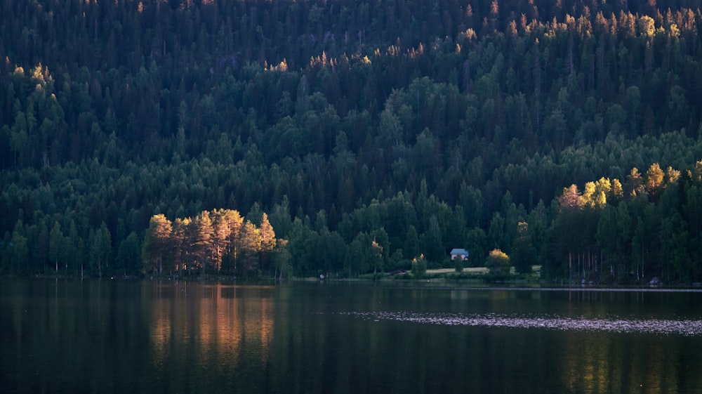 a body of water with trees and plants around it