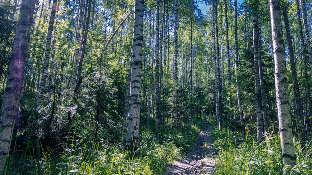 a dirt path through a forest